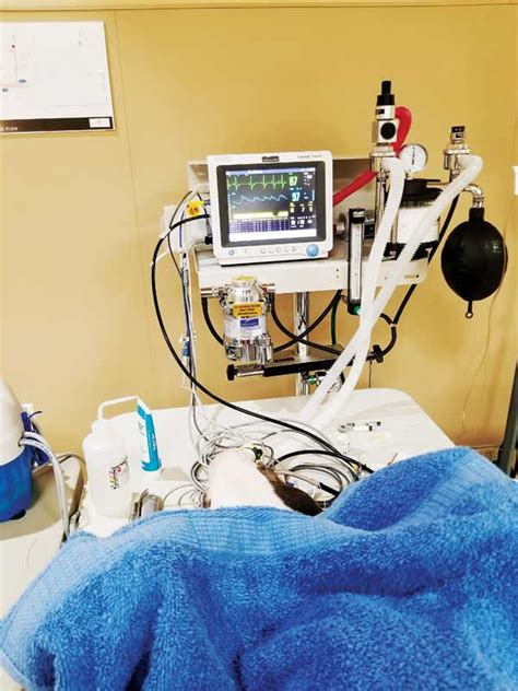 Understanding Capnography And Anesthesia Veterinary