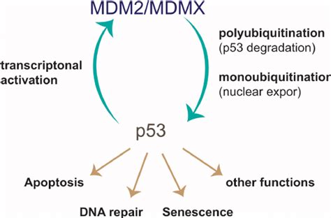 P53 Mdm2 Negative Feedback Loop In Response To Its Activation The Download Scientific Diagram