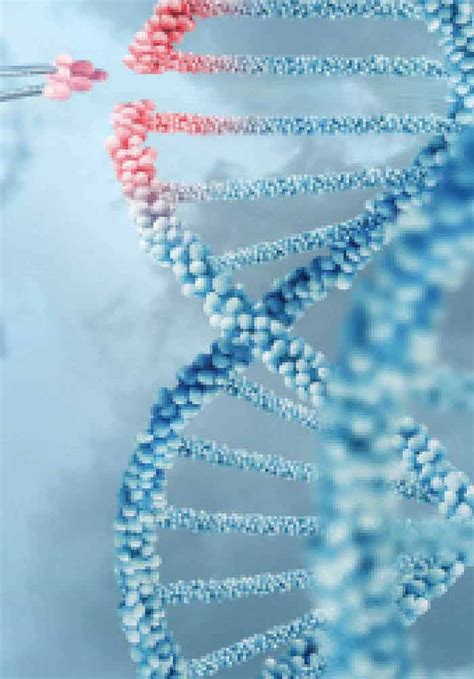 DNA Replication and Related Cellular Processes | IntechOpen