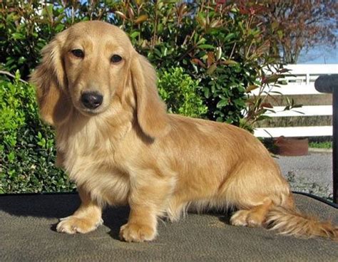 Meet The Adorable Shaded Cream Mini Long Haired Dachshund Click To