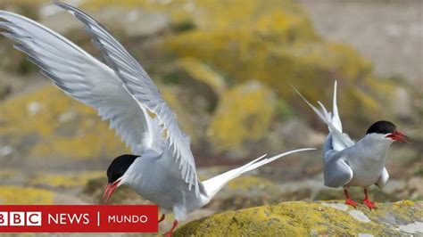 El asombroso récord Descubre cuál es el ave más veloz del planeta