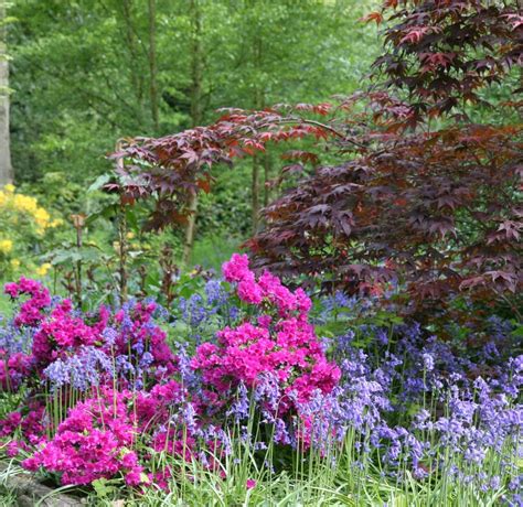 Best Walks For British Bluebells The English Garden