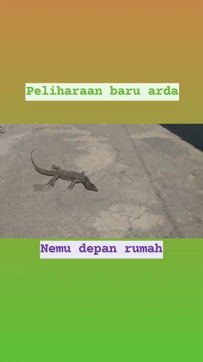 nangkep hama ayam komodo youtube