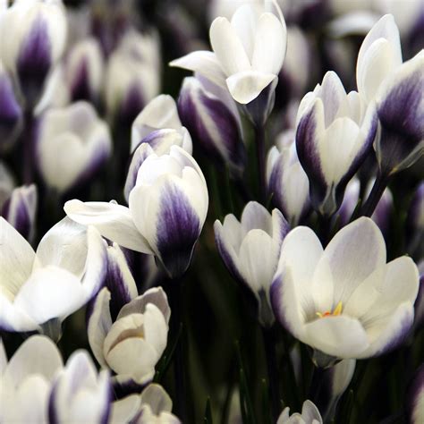 Crocus Species Prins Claus Bulbs