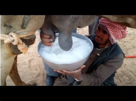 Fresh Camel Milk At Al Janadriyyah Riyadh Camel