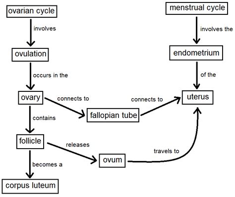 Make A Concept Map That Describes The Ovarian And Menstrual Quizlet