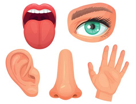 Cartoon Sensory Organs Senses Organs Eyes Vision Nose Smell Tongue