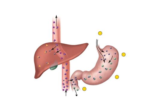 Iron Metabolism Diagram | Quizlet