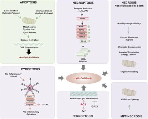 Cell Death Pathways