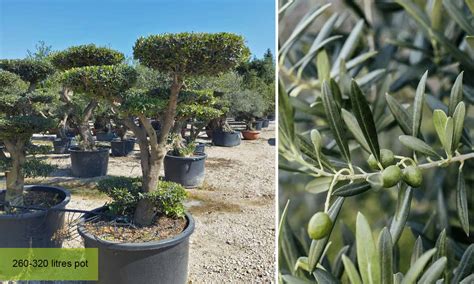 Common Olive Tree Olea Europea Flat Pom Pon Garden Plants Online