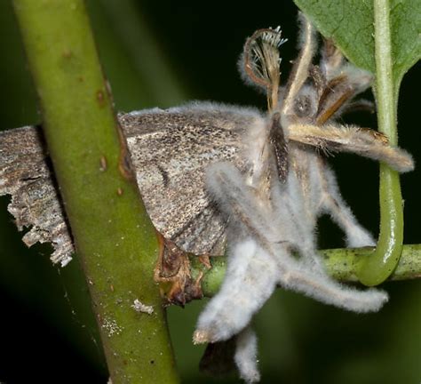 Moth Zanclognatha Laevigata BugGuide Net