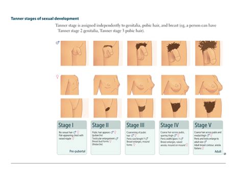 Pediatric Physical Assessment Flashcards Quizlet