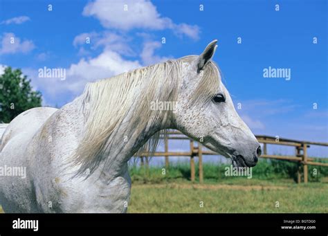 White Arabian Horse Portrait Stock Photo Alamy