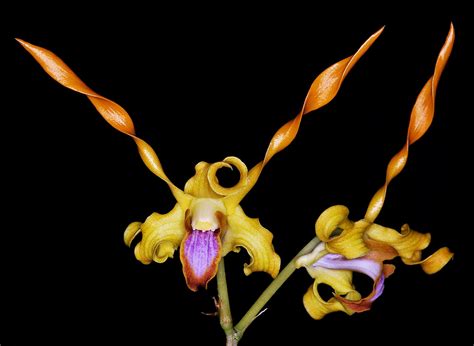 Dendrobium lasianthera x Dendrobium tangerinum (HARD TO FIND) - The