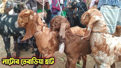 ৫ই ডিসেম্বর । আজকের নাটোর তেবাড়িয়া হাটে কেমন বাচ্চা উঠেছে দেখুন। For