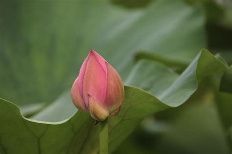 Lotus Bud Plant Water - Free photo on Pixabay - Pixabay