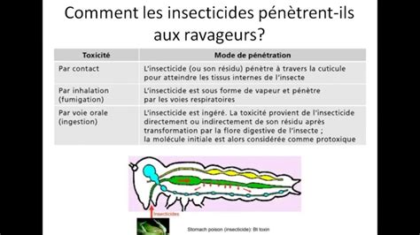 Voies De Pénétration Des Insecticides Et Les Modes Dactions Youtube