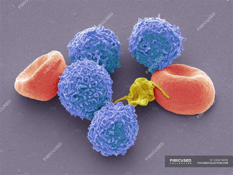 Red Blood Cell Electron Microscope