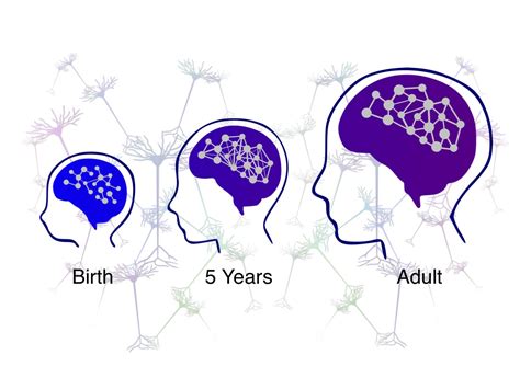 The Brain Removes Unused Connections Institute For Learning And Brain