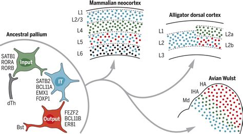 Homology Neocortex And The Evolution Of Developmental Mechanisms