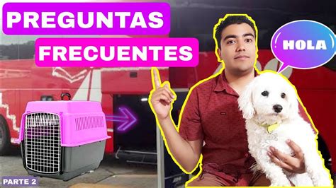 Como Viajar Con Mascotas En Autobus Parte Preguntas Youtube