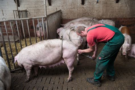 VIDEO Sow Insemination In Group Housing Pig Progress