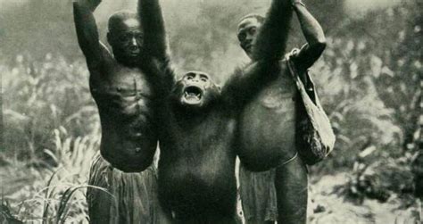 Do Bondo Apes Really Exist In The Congo?