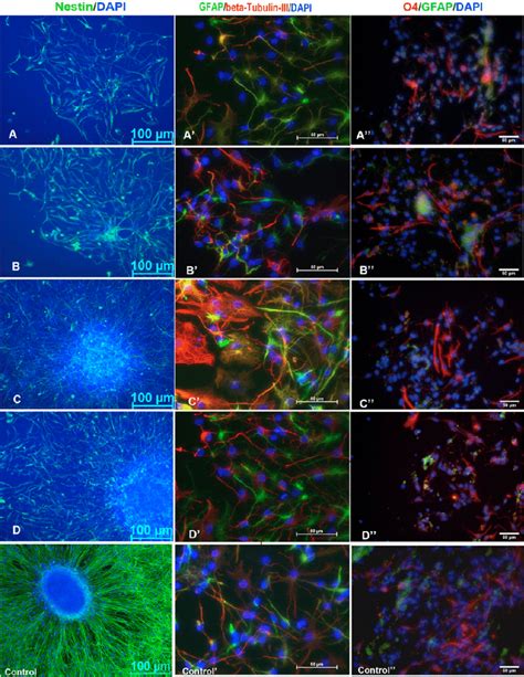 Immunofluorescence Staining Of Cell Phenotypes Cultured On The Amino