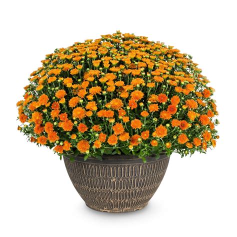 134 Mums Front Porch Fall Displays 2024: Rustic, Cozy, and Modern Decor