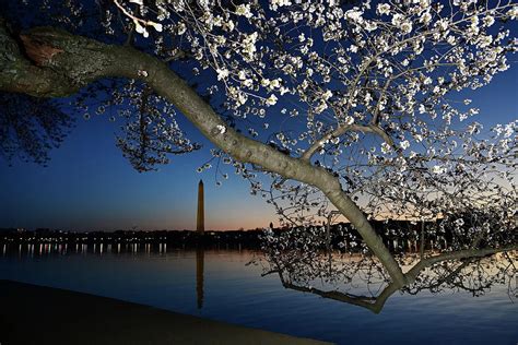 Cherry Blossoms - Washington, Dc #1 by The Washington Post