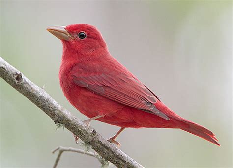 20 Types Of Red Birds With Pictures Facts