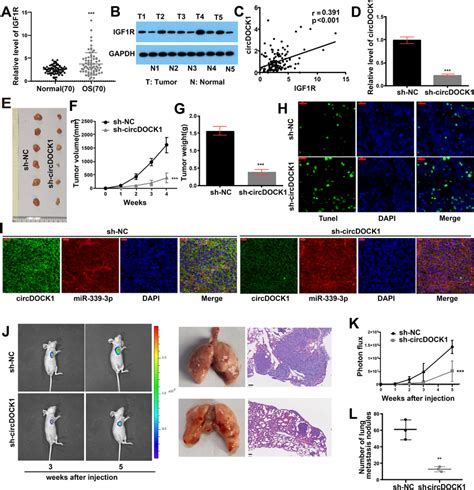 Roles Of Circdock1 And Igf1r In Vivo A Qrt Pcr Detecting The Mrna