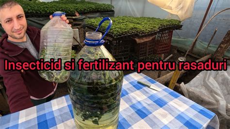 Insecticid Facut Acasa Pentru Rasadurile De Legume Si Fertilizant