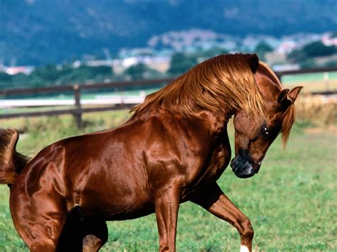 Caballos árabes