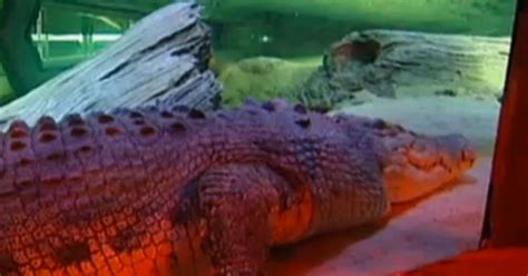 Giant Crocodile Retires At Melbourne Aquarium (VIDEO) | HuffPost UK News