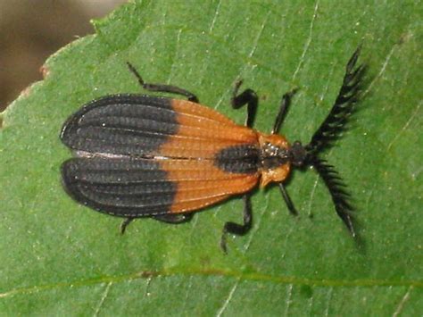 Net Wing Beetle Caenia Dimidiata Bugguidenet