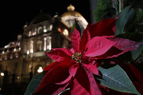 Flor De Nochebuena Por Navidad 2022 Puebla Precio Dónde Comprar Y