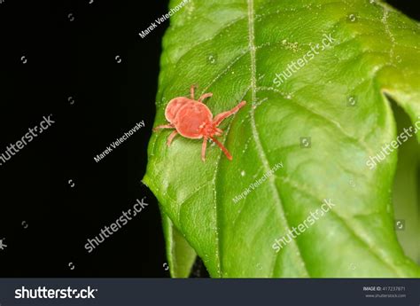 Red Velvet Mite Trombicula Autumnalis Ảnh Có Sẵn Chỉnh Sửa Ngay