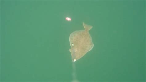 Ostsee Unterwasserwelt Angeln Auf Plattfisch Mit Unterwasserkamera Rund