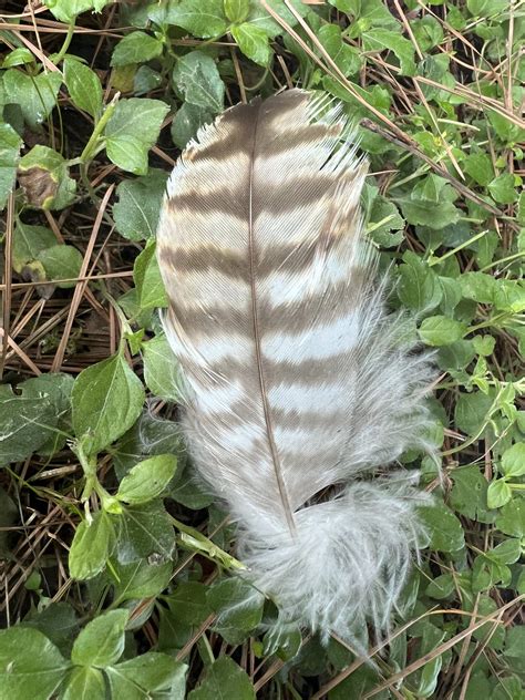 Red Tailed Hawk Feathers Sept The Cypress Creek Ecological