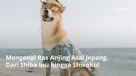 Jenis Anjing Asal Jepang Paling Terkenal Hewania