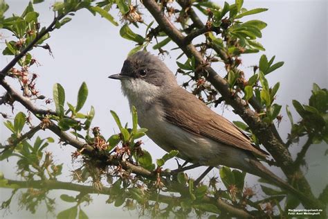 Marburger Vogelwelt De Klappergrasm Cke Lesser Whitethroat Sylvia