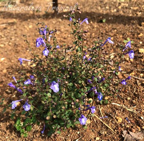 Pata de gallina, Eleusine indica | Plantas