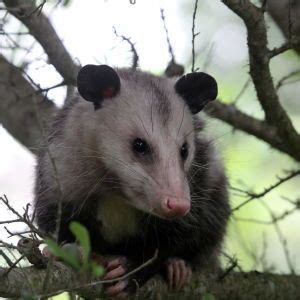 Virginia Opossum - Facts, Diet, Habitat & Pictures on Animalia.bio ...