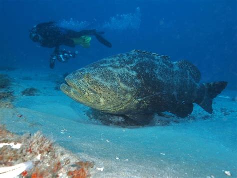 Biggest Grouper Ever Recorded American Oceans