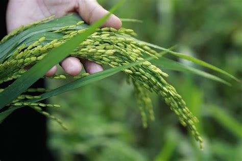 How To Properly Grow Your Own Rice