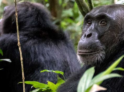 Planning A Last Minute Uganda Gorilla And Chimp Habituation Safari From