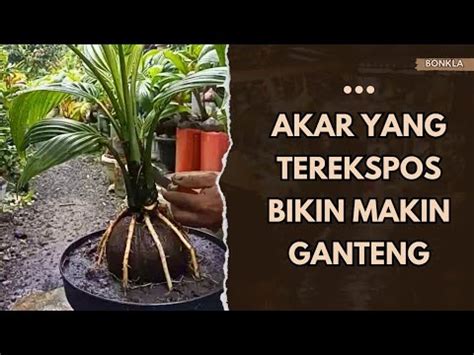 Ekspos Akar Sekaligus Pangkas Bonsai Kelapa Youtube