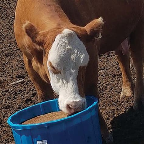 Molasses Lick Tubs For Cattle Can Fit Different Needs Grainews