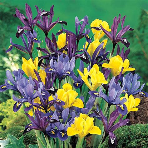 Buy Dwarf Iris Mixture Online | Best Deal on Irises | Breck's